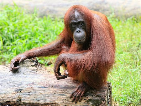 Photographed at a zoo, Kota Kinabalu, Borneo Stock Photo - Budget Royalty-Free & Subscription, Code: 400-08038060