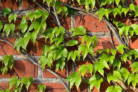 Parthenocissus tricuspidata on a ancient brick wall Stock Photo - Budget Royalty-Free & Subscription, Code: 400-08038808