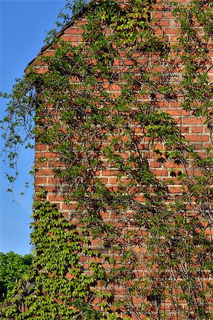 Ivy on the wall of the Cathedral of Koenigsberg Stock Photo - Budget Royalty-Free & Subscription, Code: 400-08038809