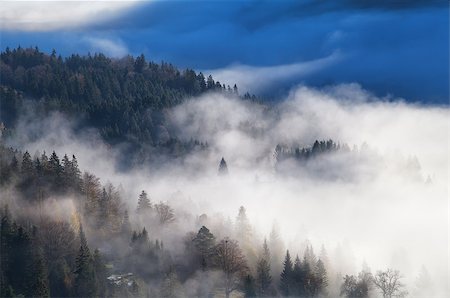 simsearch:400-08041728,k - coniferous alpine forest in dense morning fog, Bavaria, Germany Stock Photo - Budget Royalty-Free & Subscription, Code: 400-08039525