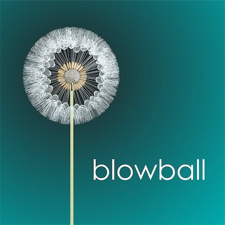 fluffy blowball head on the stem. vector illustration Stock Photo - Budget Royalty-Free & Subscription, Code: 400-08039782