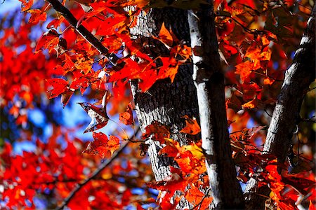 tree in the Fall with the sun shining through at day Stock Photo - Budget Royalty-Free & Subscription, Code: 400-08032147