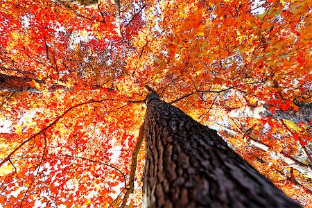 tree in the Fall with the sun shining through at day Stock Photo - Budget Royalty-Free & Subscription, Code: 400-08032149