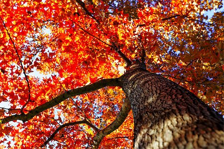 tree in the Fall with the sun shining through at day Foto de stock - Super Valor sin royalties y Suscripción, Código: 400-08032150