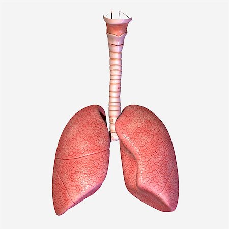 simsearch:400-04155414,k - The lungs are the essential respiration organ and are located near the backbone on either side of the heart. Photographie de stock - Aubaine LD & Abonnement, Code: 400-08032537