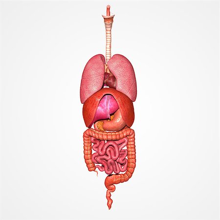 simsearch:400-04260749,k - Two or more organs working together in the execution of a specific body function form an organ system. Stockbilder - Microstock & Abonnement, Bildnummer: 400-08032544