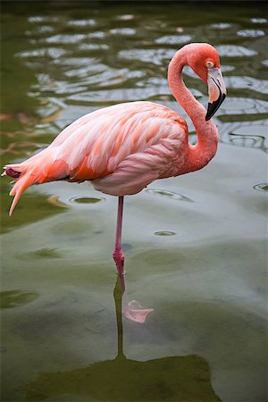 simsearch:400-04111907,k - Pink flamingo close up. Fotografie stock - Microstock e Abbonamento, Codice: 400-08033282
