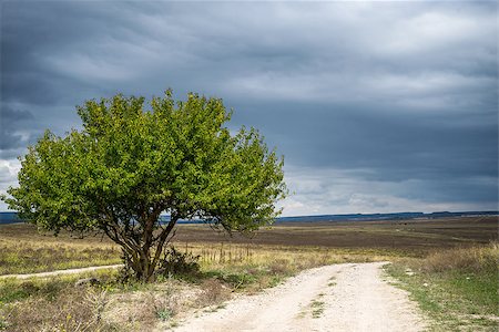 simsearch:400-04124483,k - One tree and road with blue sky Photographie de stock - Aubaine LD & Abonnement, Code: 400-08033474