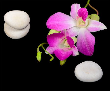 simsearch:400-07772579,k - Orchid flowers with spa stones on black background Fotografie stock - Microstock e Abbonamento, Codice: 400-08044171