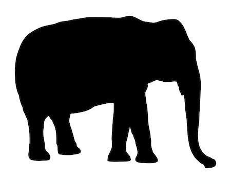 elephant black background - Elephant on white Stock Photo - Budget Royalty-Free & Subscription, Code: 400-08044255