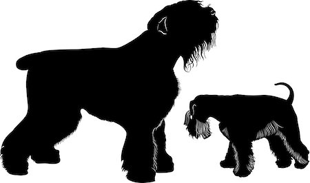 simsearch:400-09158556,k - miniature schnauzer and black Terrier Foto de stock - Royalty-Free Super Valor e Assinatura, Número: 400-08044910