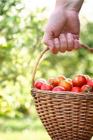 Organic tomatoes in basket. Vegetable garden. Gardener in harvest Stock Photo - Budget Royalty-Free & Subscription, Code: 400-08045052