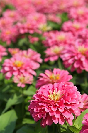 Close up pink zinnia flowers in the garden Stock Photo - Budget Royalty-Free & Subscription, Code: 400-08046650