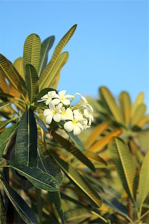 simsearch:400-04427380,k - Beautiful flower plumeria on a background of blue sky photographed close-up Photographie de stock - Aubaine LD & Abonnement, Code: 400-08047111