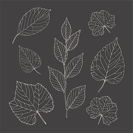 Set of vector outline leaves, hand-drawn lines Stock Photo - Budget Royalty-Free & Subscription, Code: 400-08048680