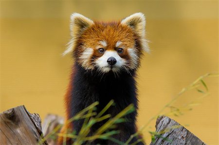 panda bear - mammal, wildlife, red, cute, panda, animal, pets, animals, fur, one, wild, nature, east, asia, color, zoo, image, china, carnivore, fluffy, leaf, eye Stock Photo - Budget Royalty-Free & Subscription, Code: 400-08049624