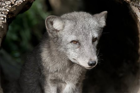 arctic, fox, mammal, color, side, dog, wildlife, nature, animal, cold, view, animals, day, fur, carnivore, people, black, one, fluffy, season, climate, winter, outdoors, frost, image, wild, termperature, no, white, in, themes, solitude, cute, cool, beauty, looking, snow, pola Stock Photo - Budget Royalty-Free & Subscription, Code: 400-08049625