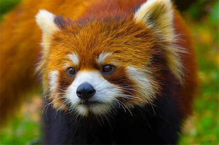 red pandas - mammal, wildlife, red, cute, panda, animal, pets, animals, fur, one, wild, nature, east, asia, color, zoo, image, china, carnivore, fluffy, leaf, eye Stock Photo - Budget Royalty-Free & Subscription, Code: 400-08049623