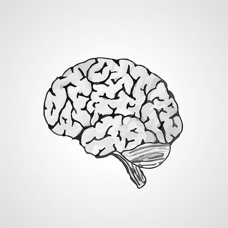 vectorised sketch of the human brain on gray background Photographie de stock - Aubaine LD & Abonnement, Code: 400-08041231