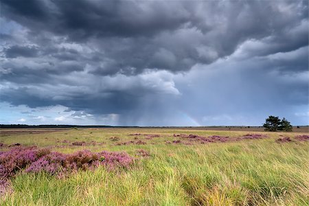 ericaceae - stormy sky and rainbow over heatherland, Fochteloerveen, Friesland, Netherlands Photographie de stock - Aubaine LD & Abonnement, Code: 400-08041718