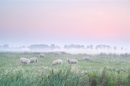 simsearch:400-08041728,k - sheep on pasture at foggy sunrise, Holland Stock Photo - Budget Royalty-Free & Subscription, Code: 400-08041722