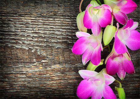 simsearch:400-07427493,k - Pink orchid flowers on old wooden background Foto de stock - Royalty-Free Super Valor e Assinatura, Número: 400-08042037