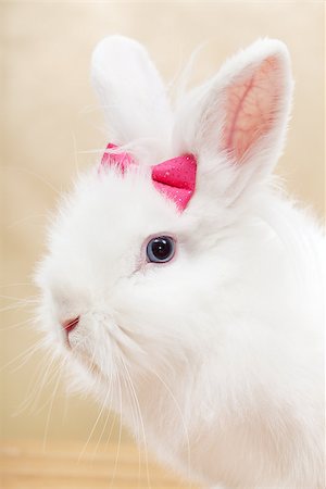simsearch:400-08036285,k - Ready for my closeup - cute white bunny with pink bow portrait Stockbilder - Microstock & Abonnement, Bildnummer: 400-08043108