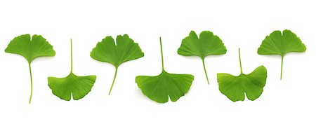 ginkgo biloba leaves isolated on white background Fotografie stock - Microstock e Abbonamento, Codice: 400-08054552