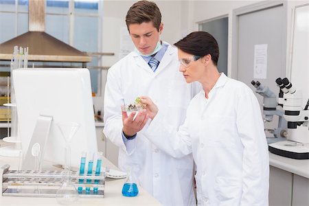 simsearch:400-07835228,k - Scientists looking attentively at petri dish in laboratory Stockbilder - Microstock & Abonnement, Bildnummer: 400-08054811