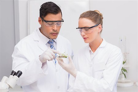 petri dish and hand - Scientists holding a petri dish with tests of plants in the laboratory Stock Photo - Budget Royalty-Free & Subscription, Code: 400-08055023