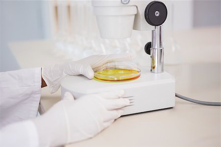 simsearch:400-08055357,k - Scientist looking at petri dish with microscope in laboratory Stock Photo - Budget Royalty-Free & Subscription, Code: 400-08055344