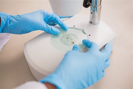 simsearch:400-08055396,k - Scientist examining petri dish under microscope in laboratory Stock Photo - Budget Royalty-Free & Subscription, Code: 400-08055356