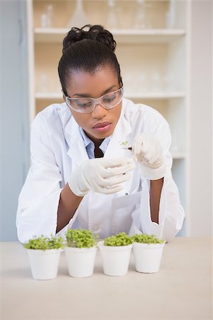 simsearch:400-08055357,k - Scientist examining sprouts in laboratory Stock Photo - Budget Royalty-Free & Subscription, Code: 400-08055415