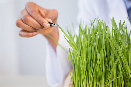 simsearch:400-08055396,k - Scientist examining sprouts in laboratory Stock Photo - Budget Royalty-Free & Subscription, Code: 400-08055417