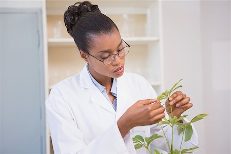 simsearch:400-08055357,k - Scientist examining plant in laboratory Stock Photo - Budget Royalty-Free & Subscription, Code: 400-08055418