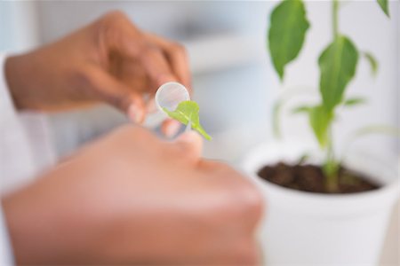 plant inside a test tube - Scientist looking at sprouts in test tube in laboratory Stock Photo - Budget Royalty-Free & Subscription, Code: 400-08055410