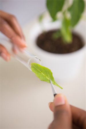 plant inside a test tube - Scientist looking at sprouts in test tube in laboratory Stock Photo - Budget Royalty-Free & Subscription, Code: 400-08055411