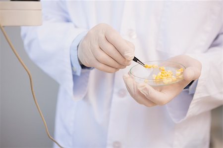 simsearch:400-07835228,k - Scientist examining corn seeds in petri dish in laboratory Stockbilder - Microstock & Abonnement, Bildnummer: 400-08055460