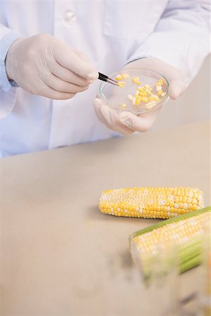 simsearch:400-07835228,k - Scientist examining corn seeds in petri dish in laboratory Stockbilder - Microstock & Abonnement, Bildnummer: 400-08055461