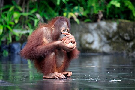simsearch:400-04006960,k - Young orangutan with a nut of a coco. Bali zoo. Indonesia Foto de stock - Super Valor sin royalties y Suscripción, Código: 400-08050812