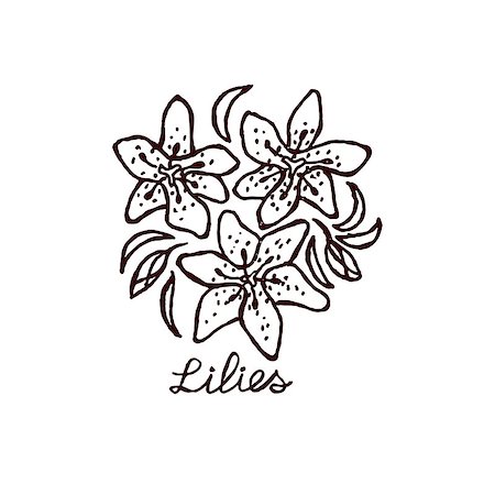 Handsketched bouquet of lilies.  Floral label.  Suitable for ads, signboards, identity and wedding designs Foto de stock - Super Valor sin royalties y Suscripción, Código: 400-08052121