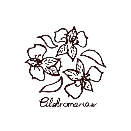 Handsketched bouquet of alstroemerias.  Floral label.  Suitable for ads, signboards, identity and wedding designs Fotografie stock - Microstock e Abbonamento, Codice: 400-08052123