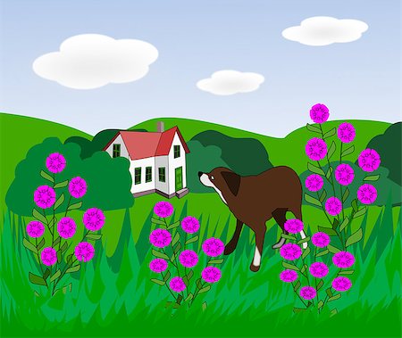 simsearch:400-07975760,k - A brown dog in a meadow with pink flowers and a house in the background. Fotografie stock - Microstock e Abbonamento, Codice: 400-08052582