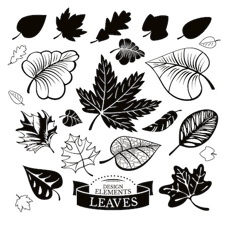 Set of different leaves vector illustration Stock Photo - Budget Royalty-Free & Subscription, Code: 400-08053004
