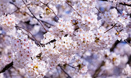 simsearch:400-05066044,k - Blossoming sakura with pink flowers, closeup shot Foto de stock - Royalty-Free Super Valor e Assinatura, Número: 400-08053358
