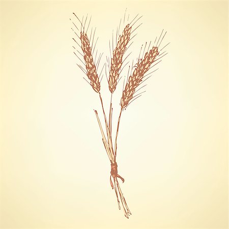 Sketch wheat bran in vintage style, vector Stock Photo - Budget Royalty-Free & Subscription, Code: 400-08053400