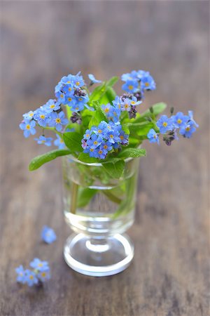 Forget me not flowers in a vase Foto de stock - Super Valor sin royalties y Suscripción, Código: 400-08053800