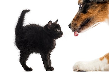 simsearch:400-07463744,k - Black kitten looking at an Australian Shpeherd licking in front of a white background Photographie de stock - Aubaine LD & Abonnement, Code: 400-08053835