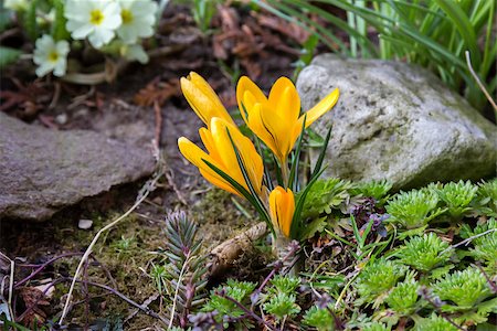 simsearch:400-05103248,k - Yellow flower of crocus in spring garden. Stock Photo - Budget Royalty-Free & Subscription, Code: 400-08074022