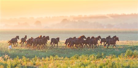 puledrino - Beautiful horse herd run in the meadow at sunset Fotografie stock - Microstock e Abbonamento, Codice: 400-08074182